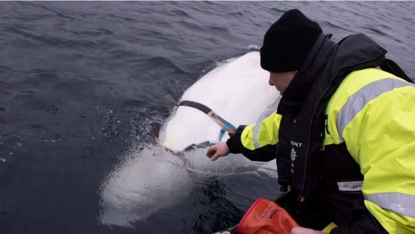 نهنگ سفیدی که از ارتش روسیه فرار کرد