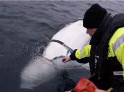 نهنگ سفیدی که از ارتش روسیه فرار کرد
