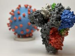 ساختار سلولی ویروس کرونا که با چاپگر سه بعدی ساخته شده است
